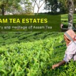 Assam tea and its role in india’s tea industry