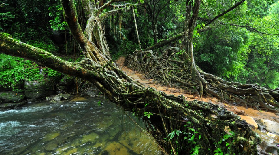 Meghalaya’s living root bridges