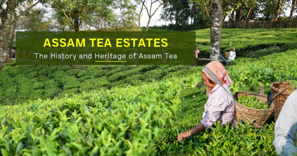 Assam tea and its role in india’s tea industry